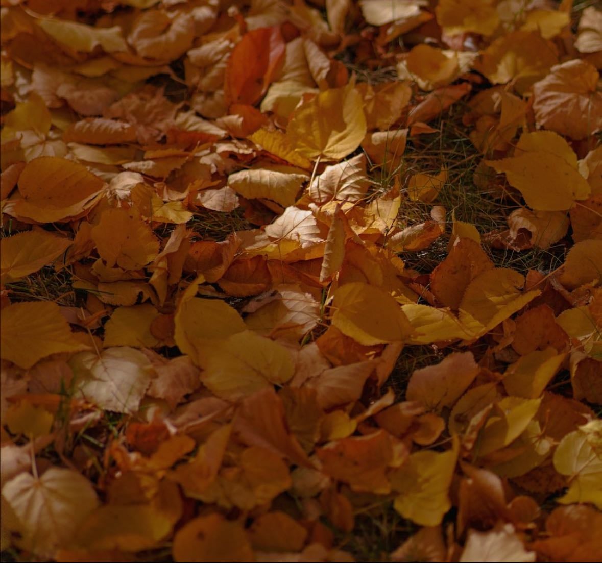 Autumn Movies