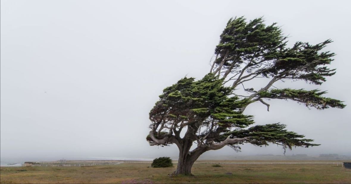 Whispering into the Wind - Air connects body, mind and spirit. Face the direction the wind is blowing, hold your intention in your heart and whisper it softly into the air. Trust the wind to carry your words fatture then you can see.