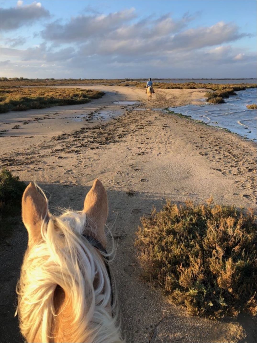 Camargue - France