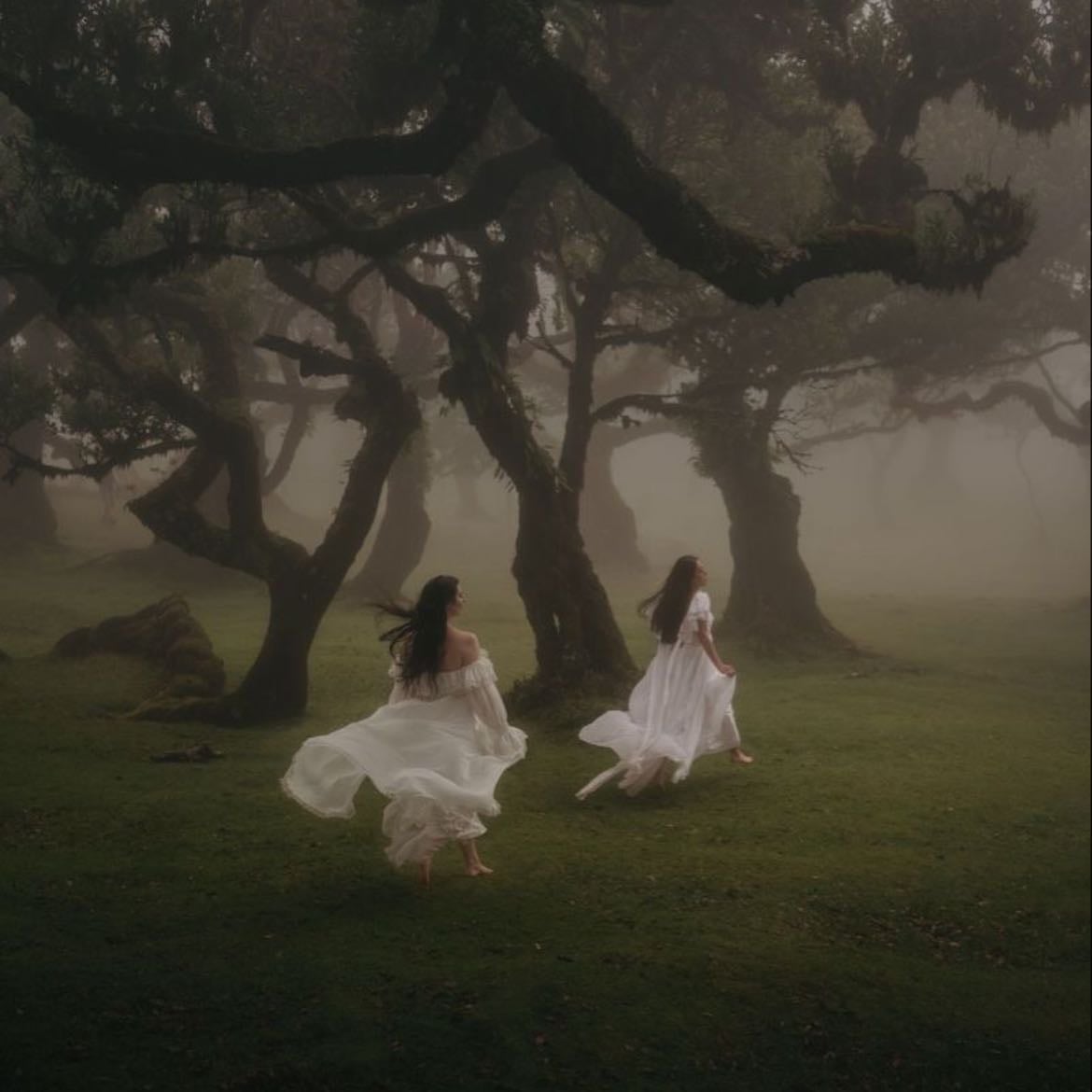 Fanal Forest - Madeira-Portugal (primavera u oto帽o)