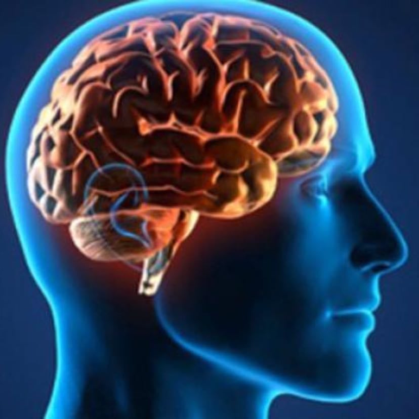cerebro humano