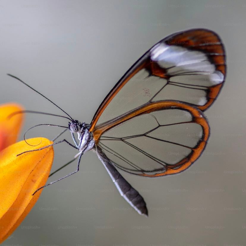 Metamorfosis