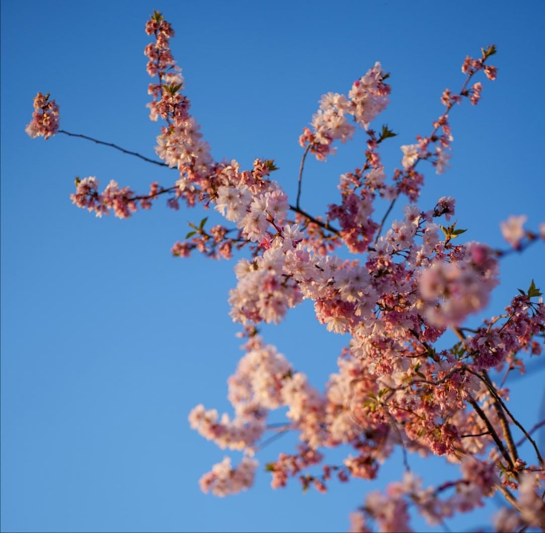 Sakura bloom - Magasin à Lausanne