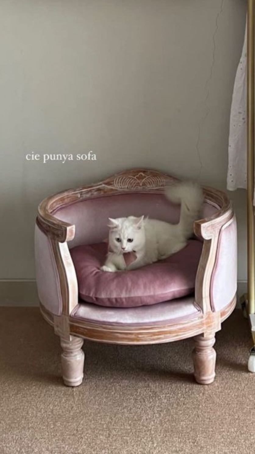 princess bed for cat
