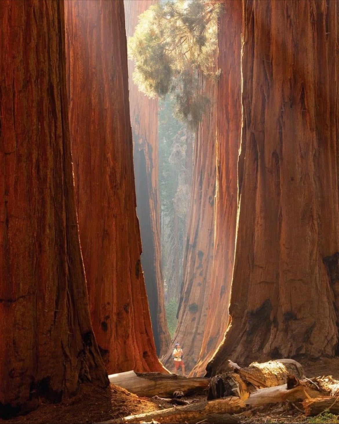 Sequoia national Park