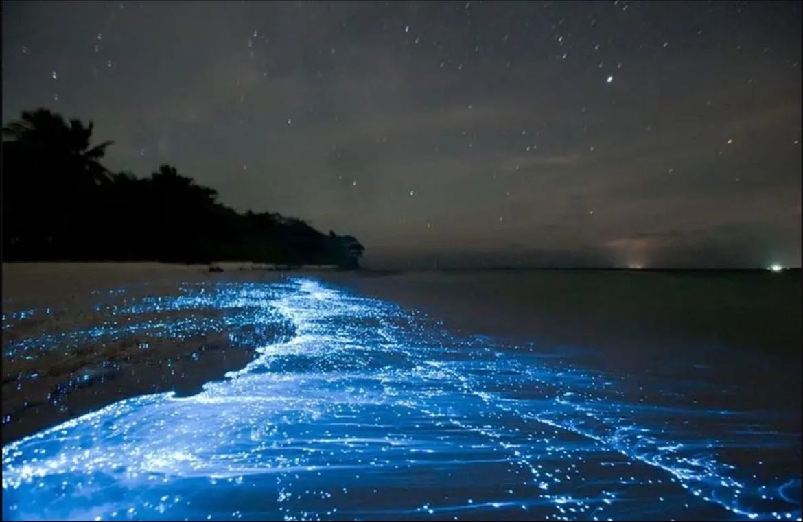 Bioluminescent beach