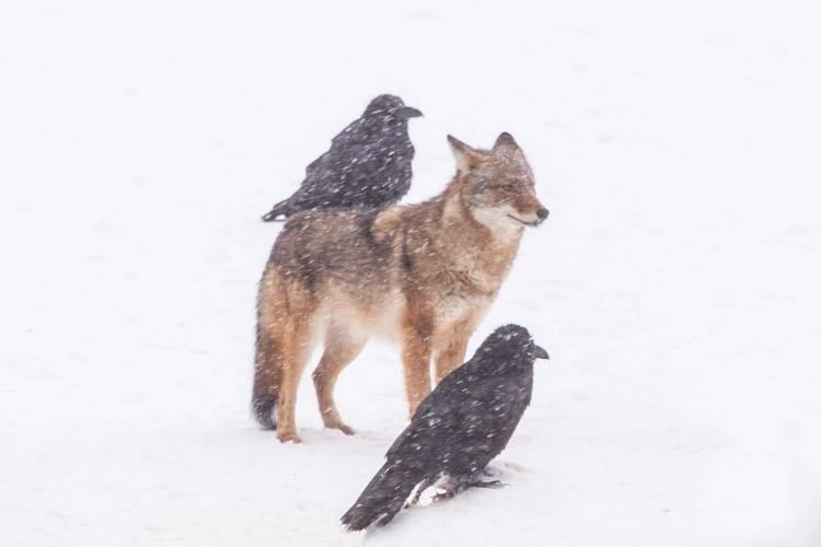 Befriend a stray animal