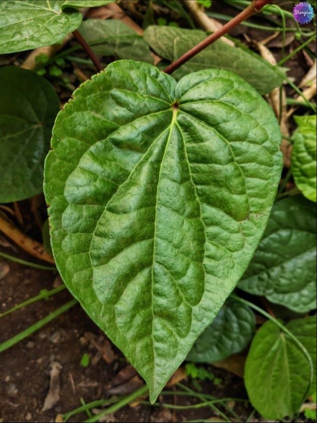 Search up βlocal leaves in my areaβ and try to find them all on a walk