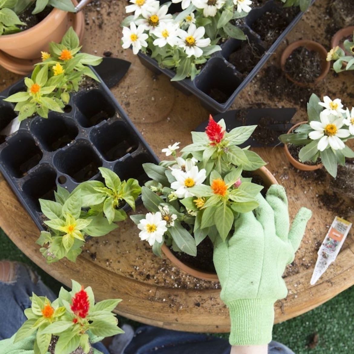 Gardening - Taking care of plants and being outdoors can be incredibly therapeutic. Gardening allows you to focus on nurturing life, and the act of digging, planting, and caring for plants helps ground you in the present moment.