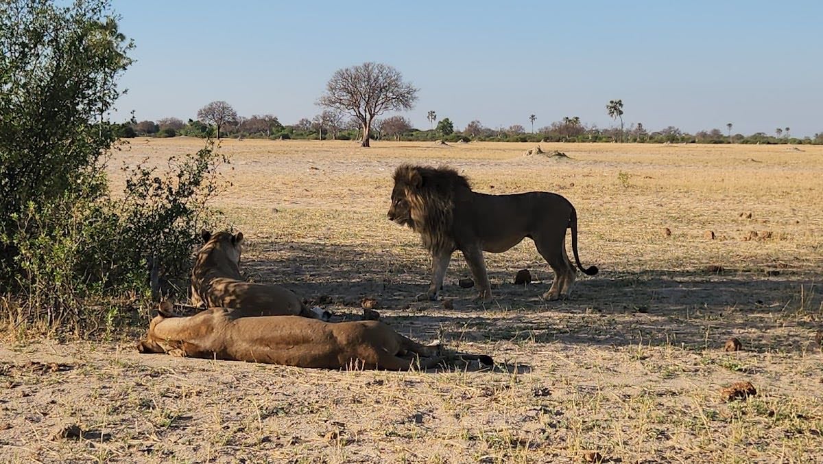Hwange National