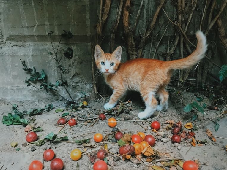 Rupert - Roo, Berto