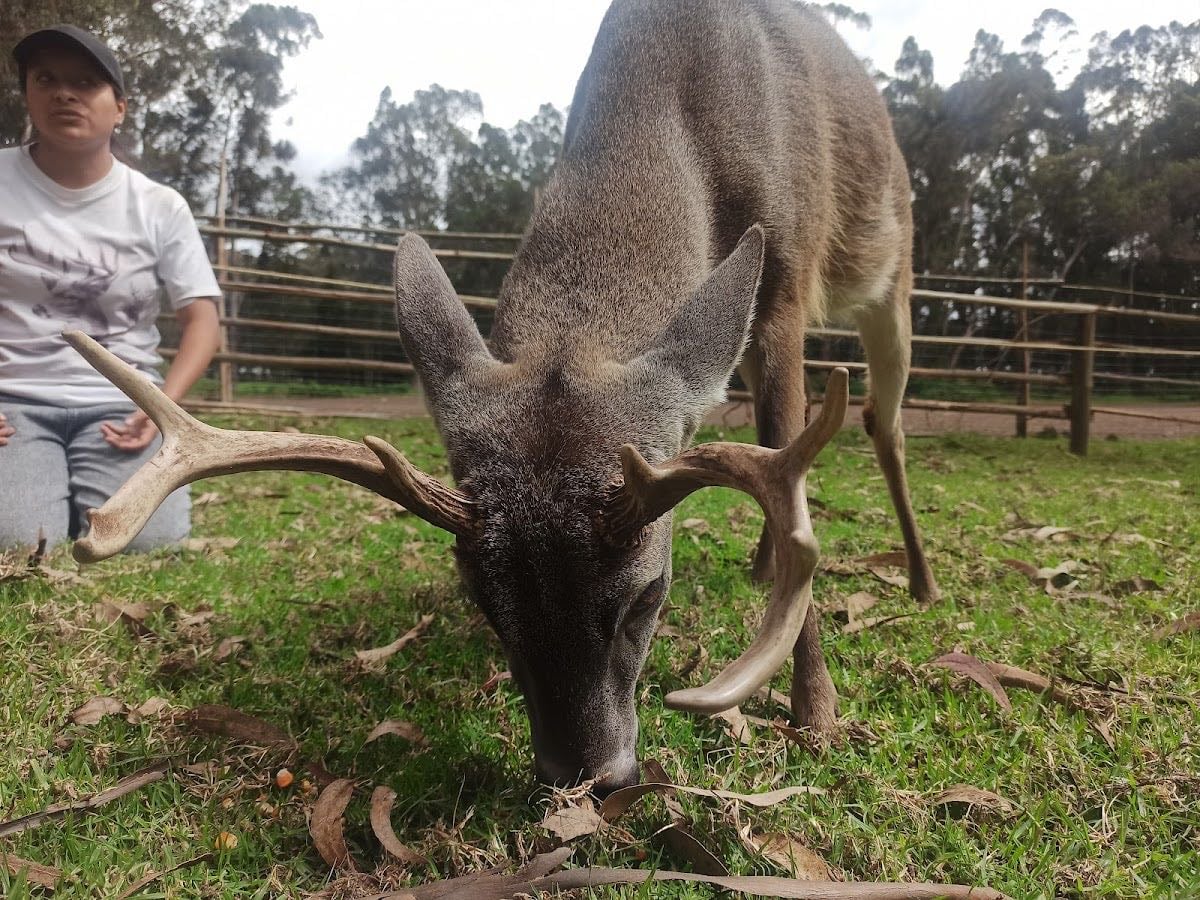 El Escondite del venado
