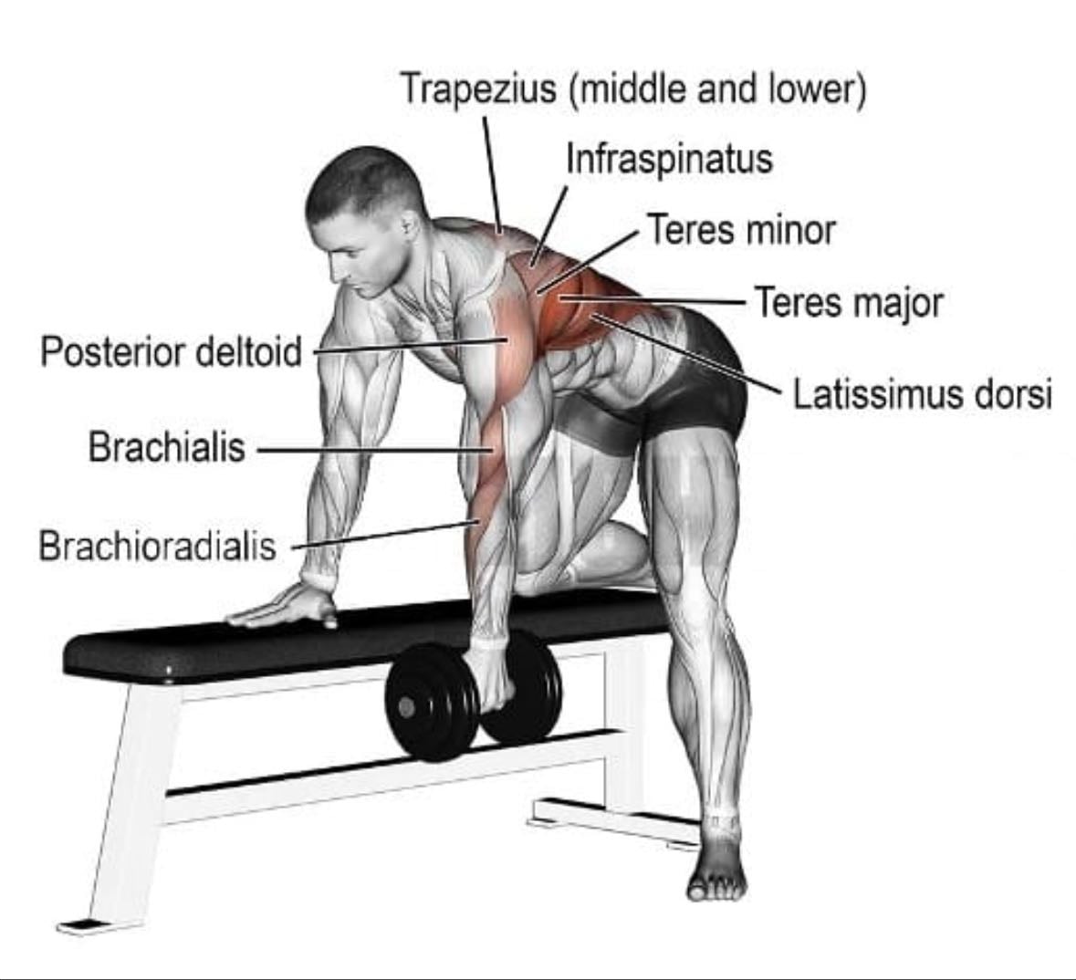 dumbbell single arm row