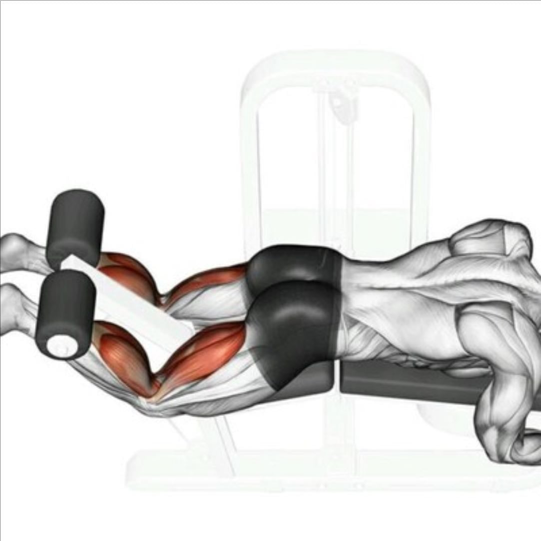 Mesa flexora