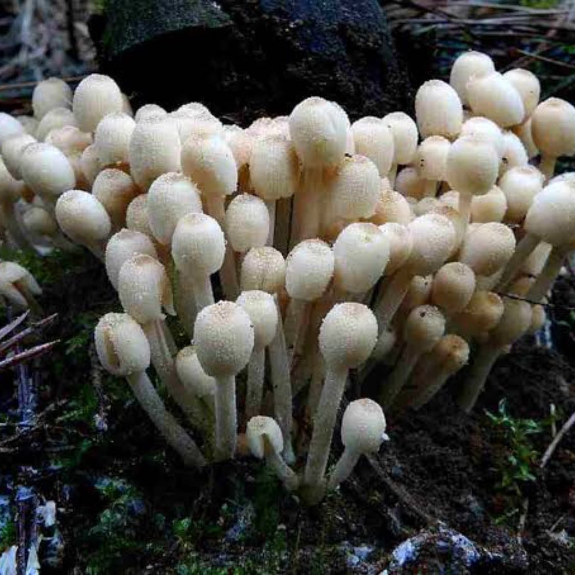 La historia de cómo los hongos crearon los suelos de la Tierra y sentaron las bases para las plantas, los animales y los seres humanos