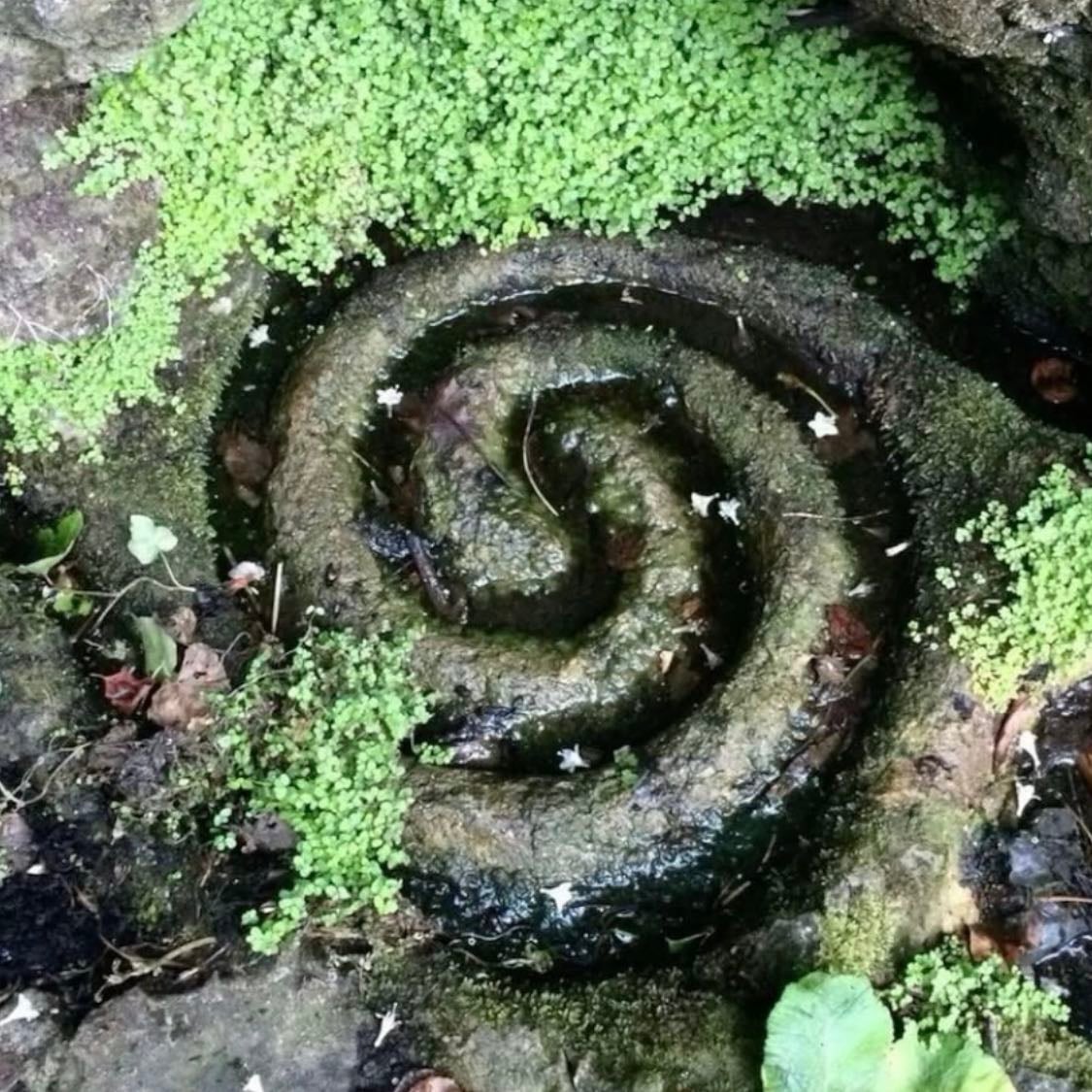 Espiral celta - 🌀⁂꥟༺🌟✨⁂꥟𖦹