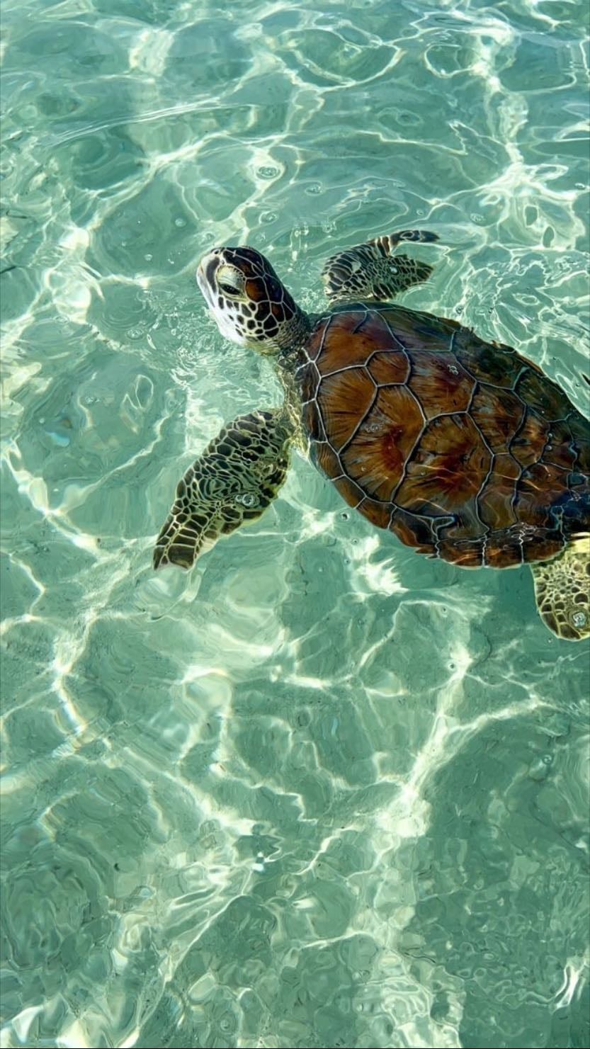 Sea turtles