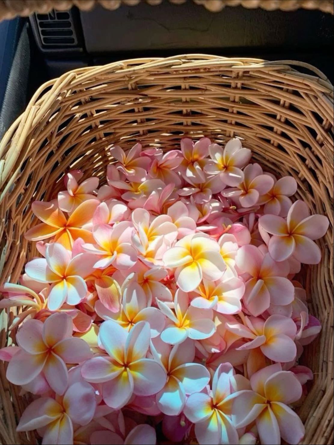 Plumerias