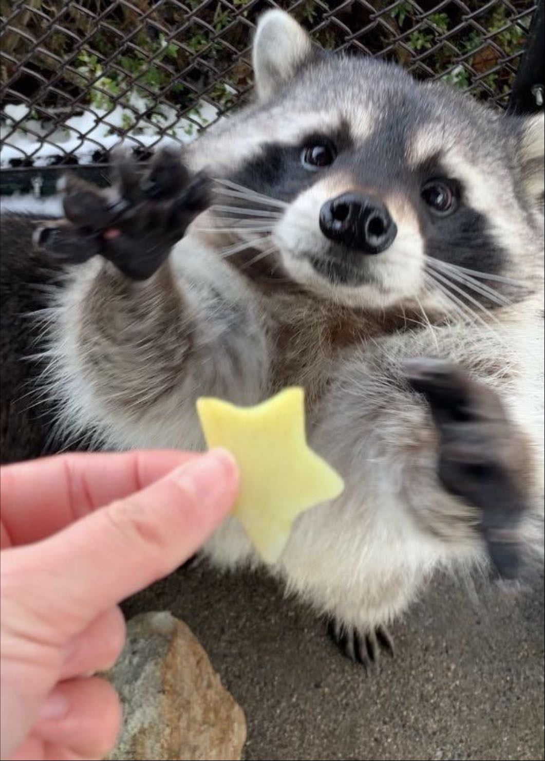 Raccoons