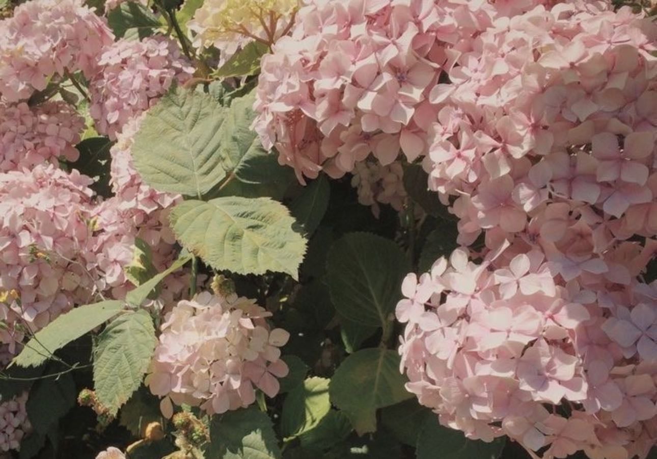 Flowers and their meaning - other hypelist by JAYD