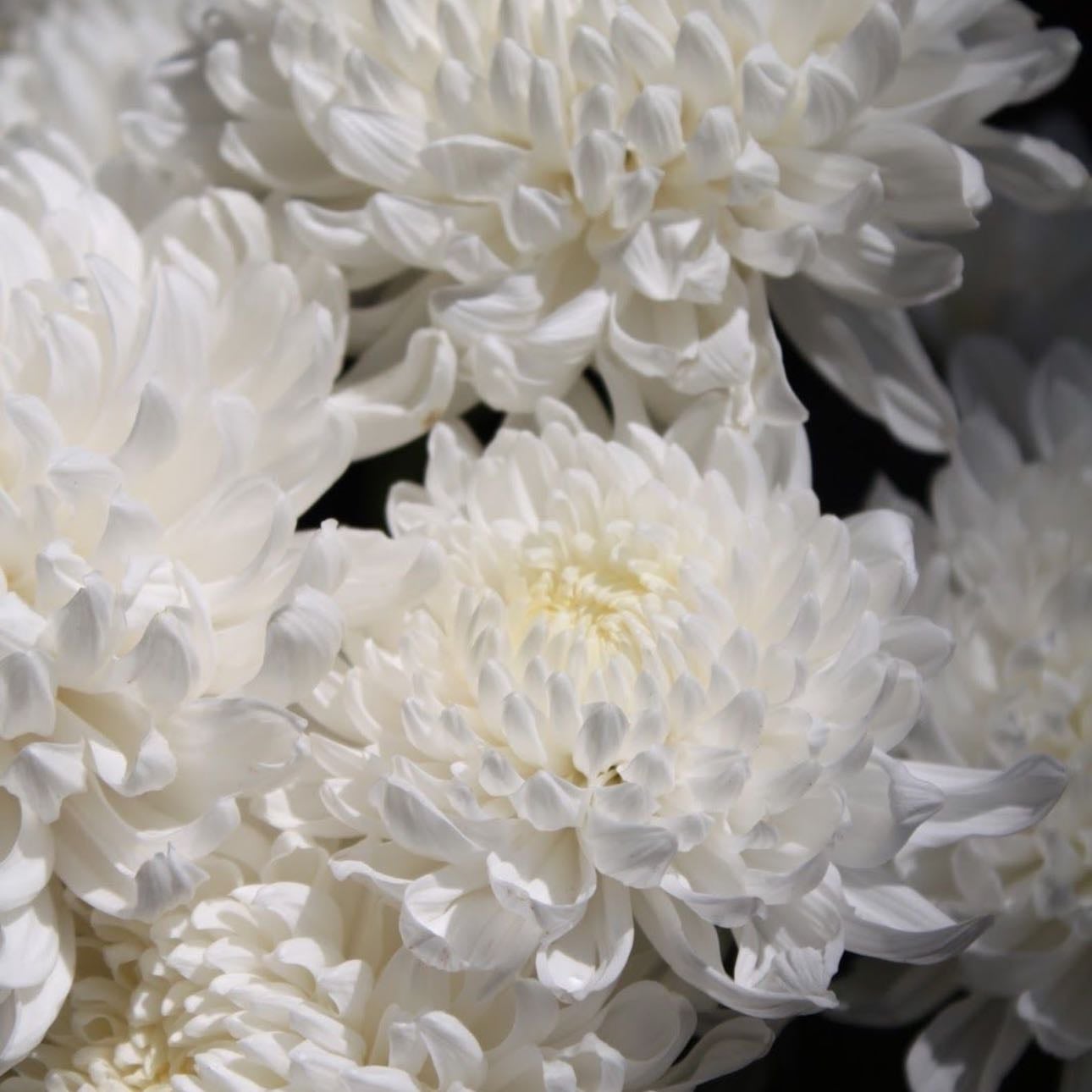 White Chrysanthemum - Loyalty, grief, devoted love, truth