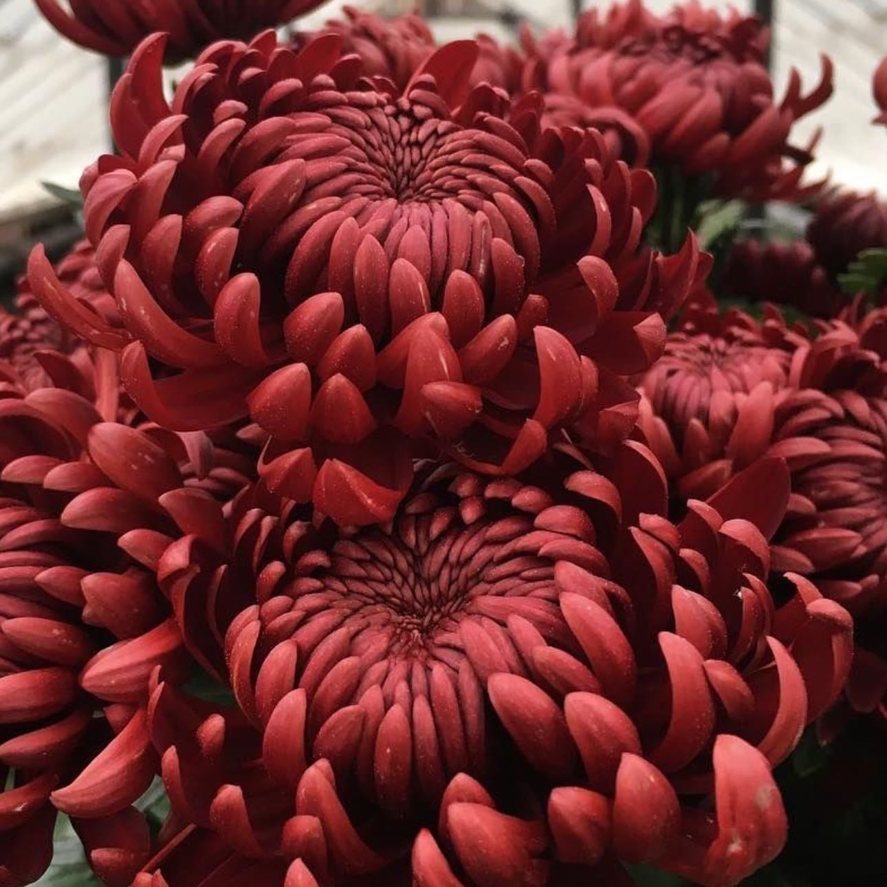 Red Chrysanthemum - Love, “I love you”