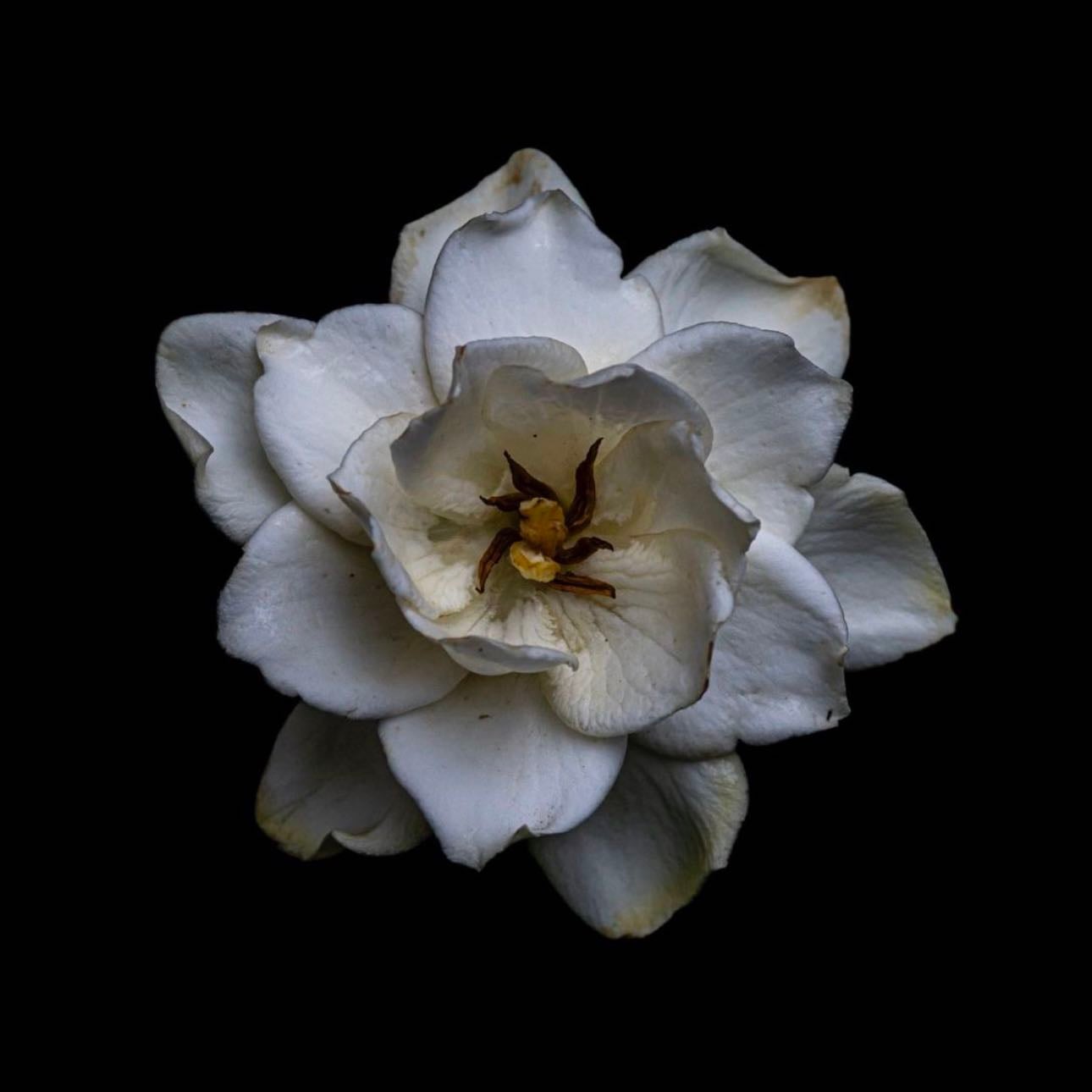 I just remembered I was lonely - i was all over her - salvia palth