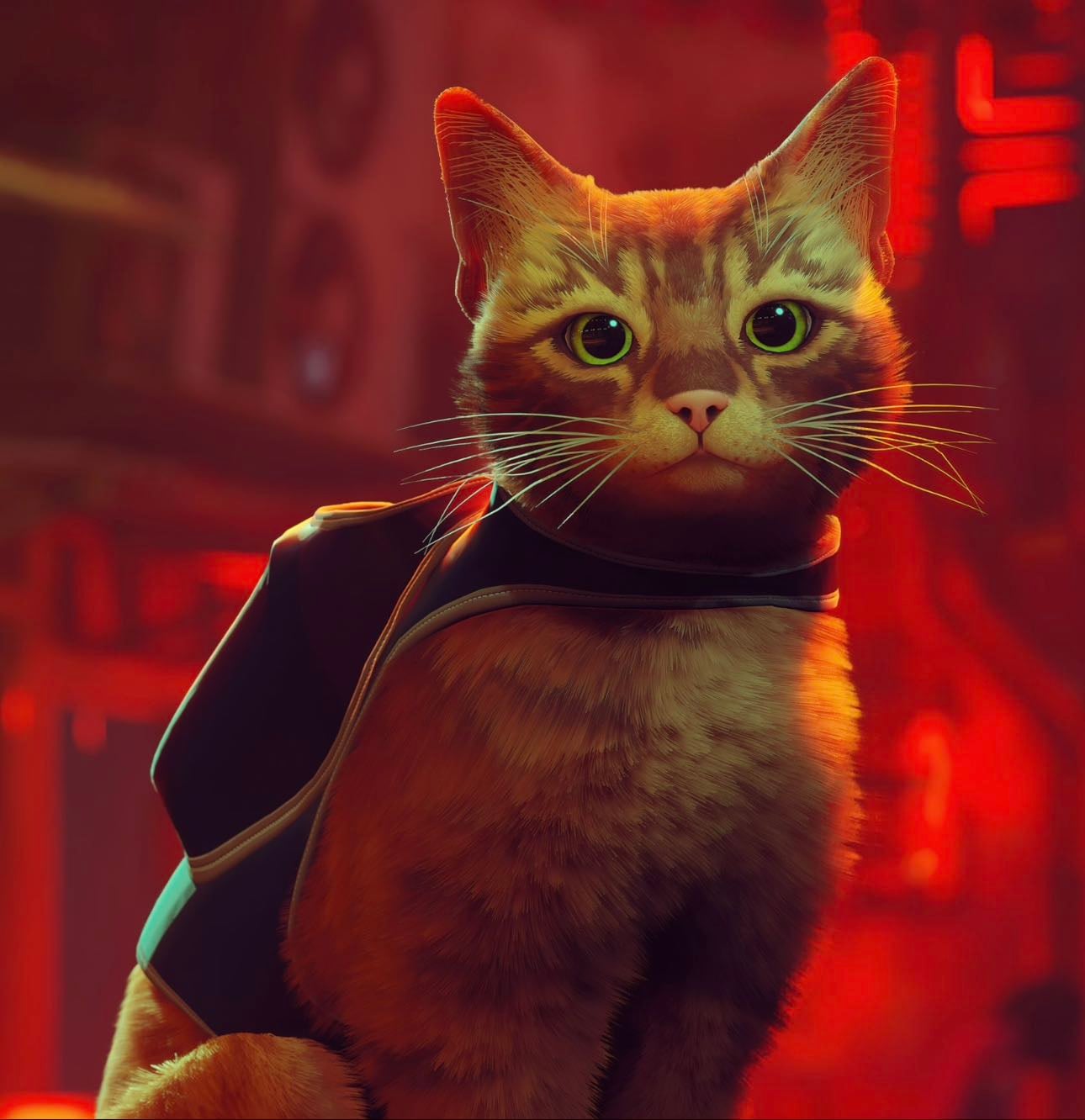Stray