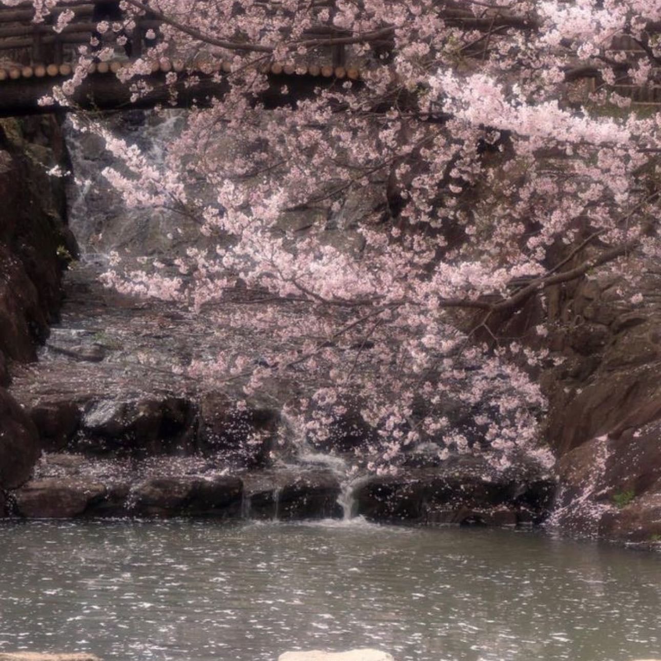 Dreamy Cherry Blossoms🌸