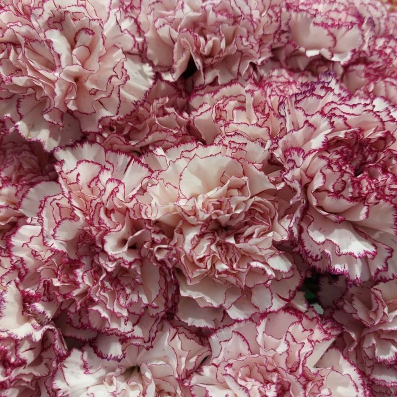 Striped Carnations - Refusal, “no”, “sorry I can’t be with you”, “wish I could be with you”