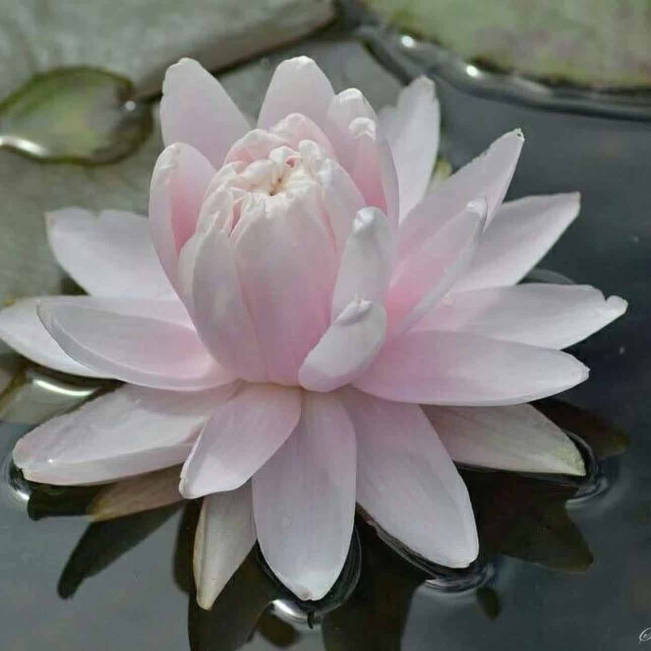 Lotus - Purity