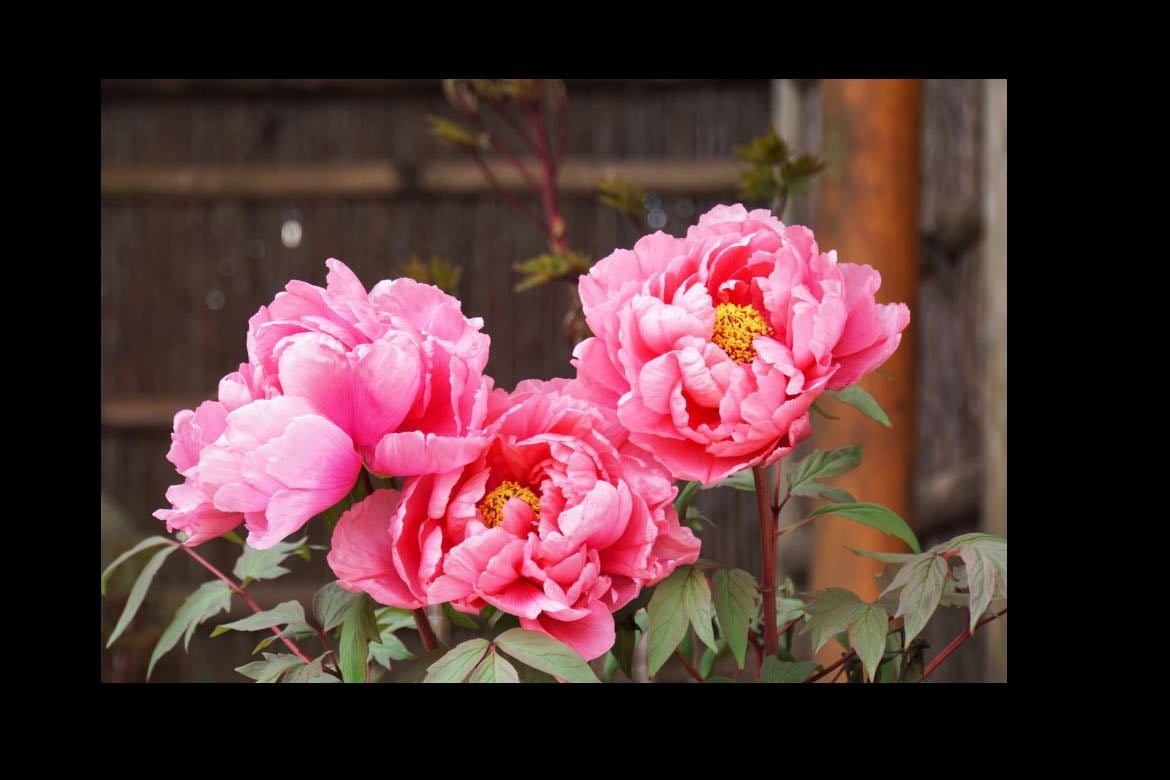Peonies