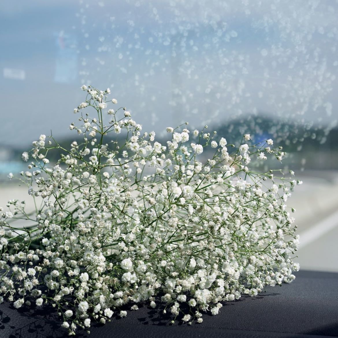 Babys breath