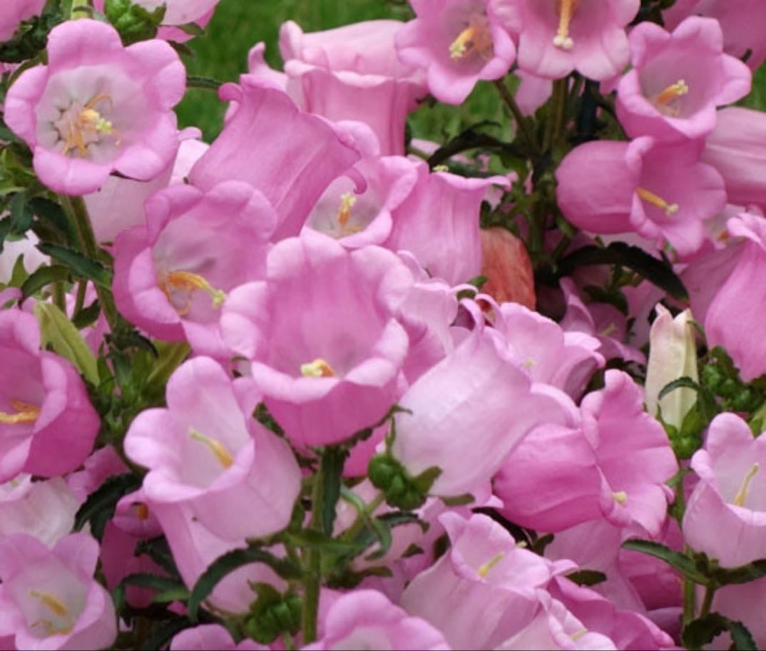 Bell flowers ( pink )