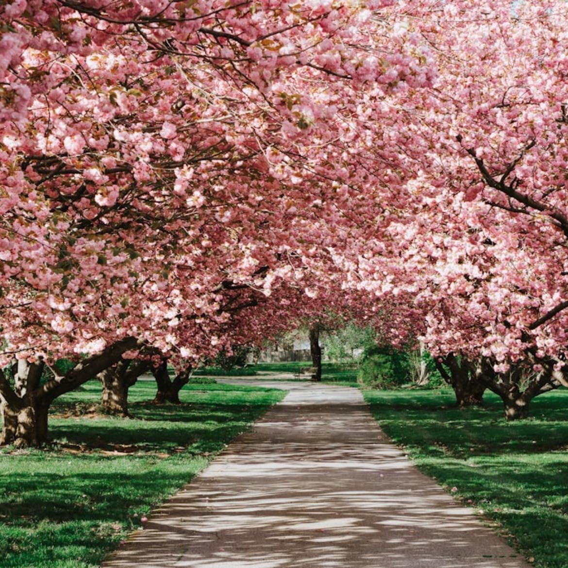Cherry blossoms