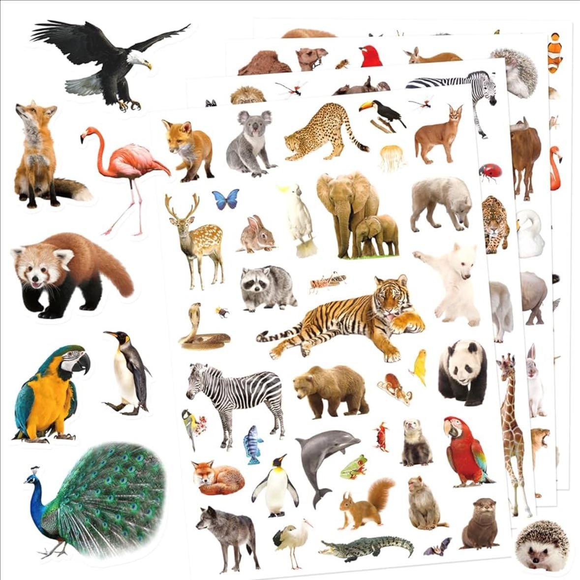 animals