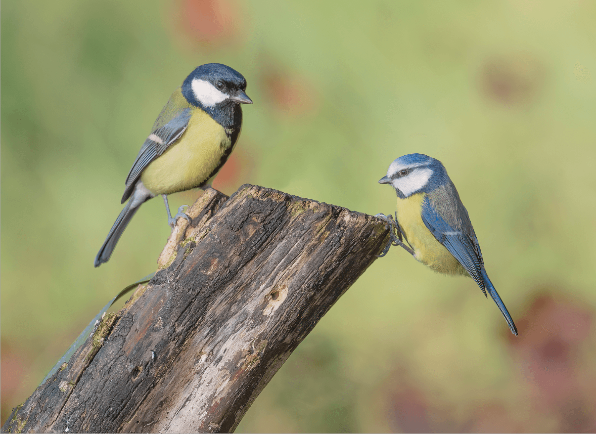 birds.