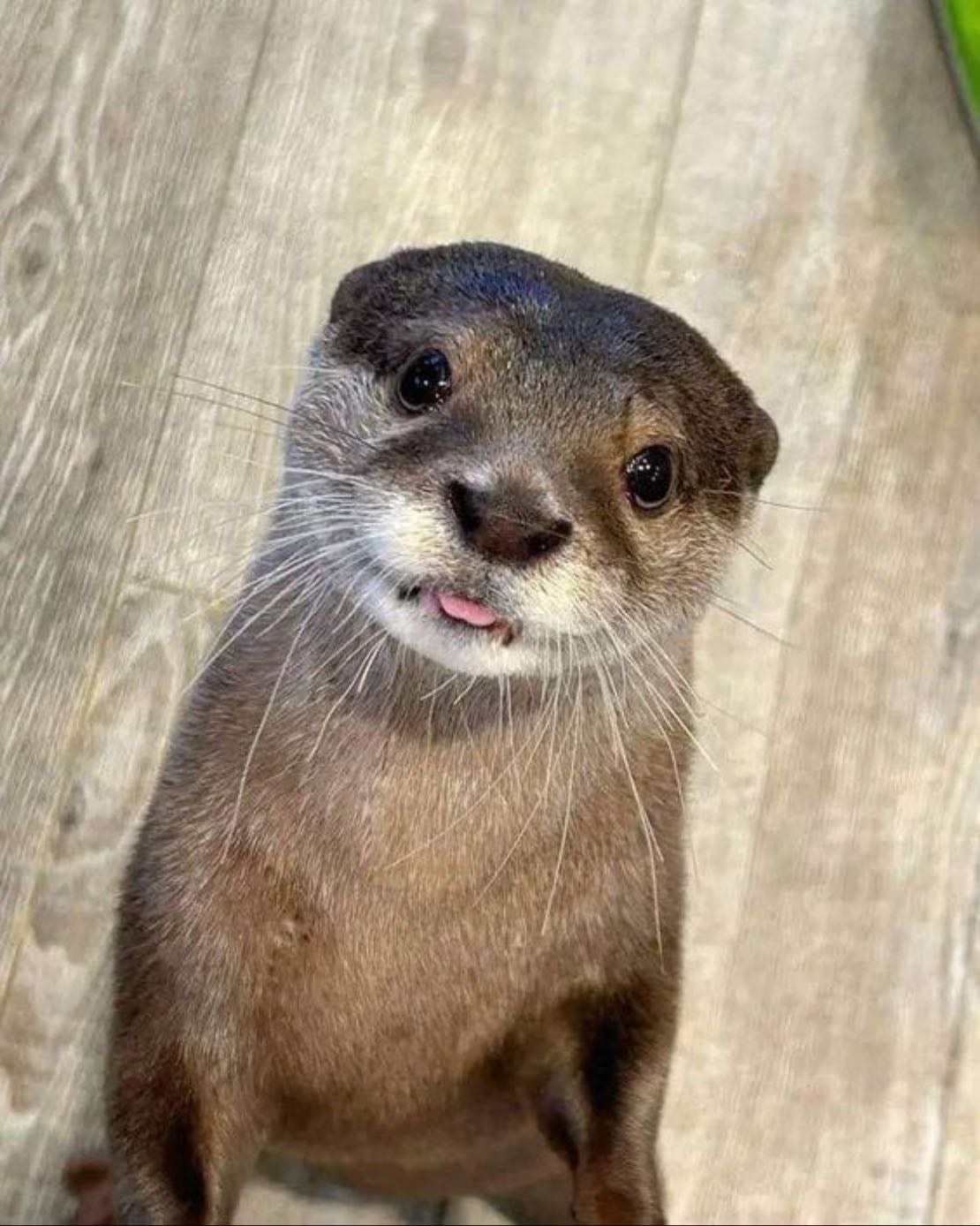 Harry otter café