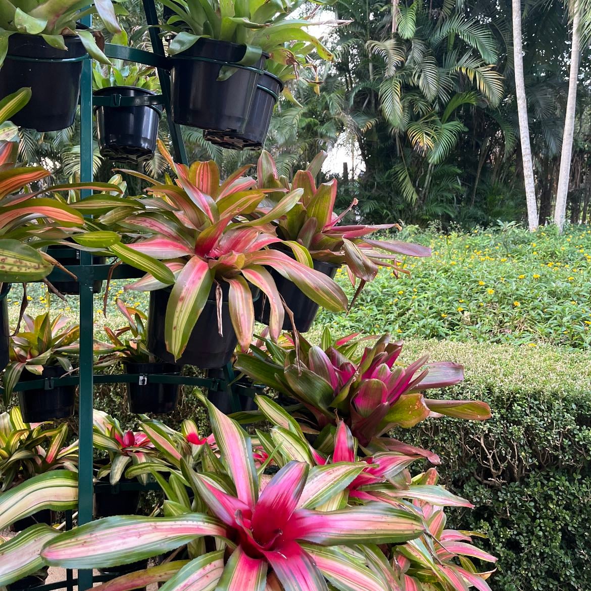 Jardim Botânico