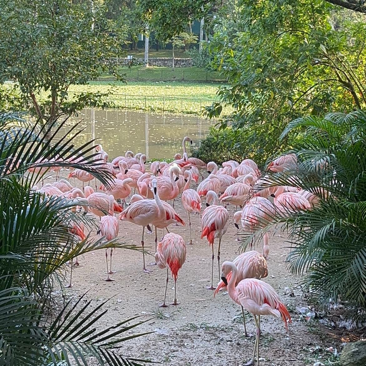 Zoológico de São Paulo