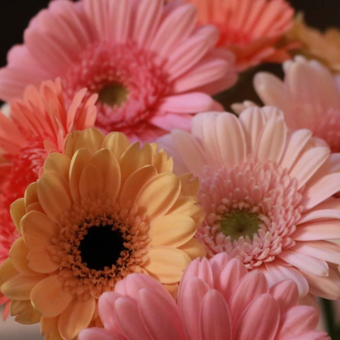 Gerberas - HERMOSAS