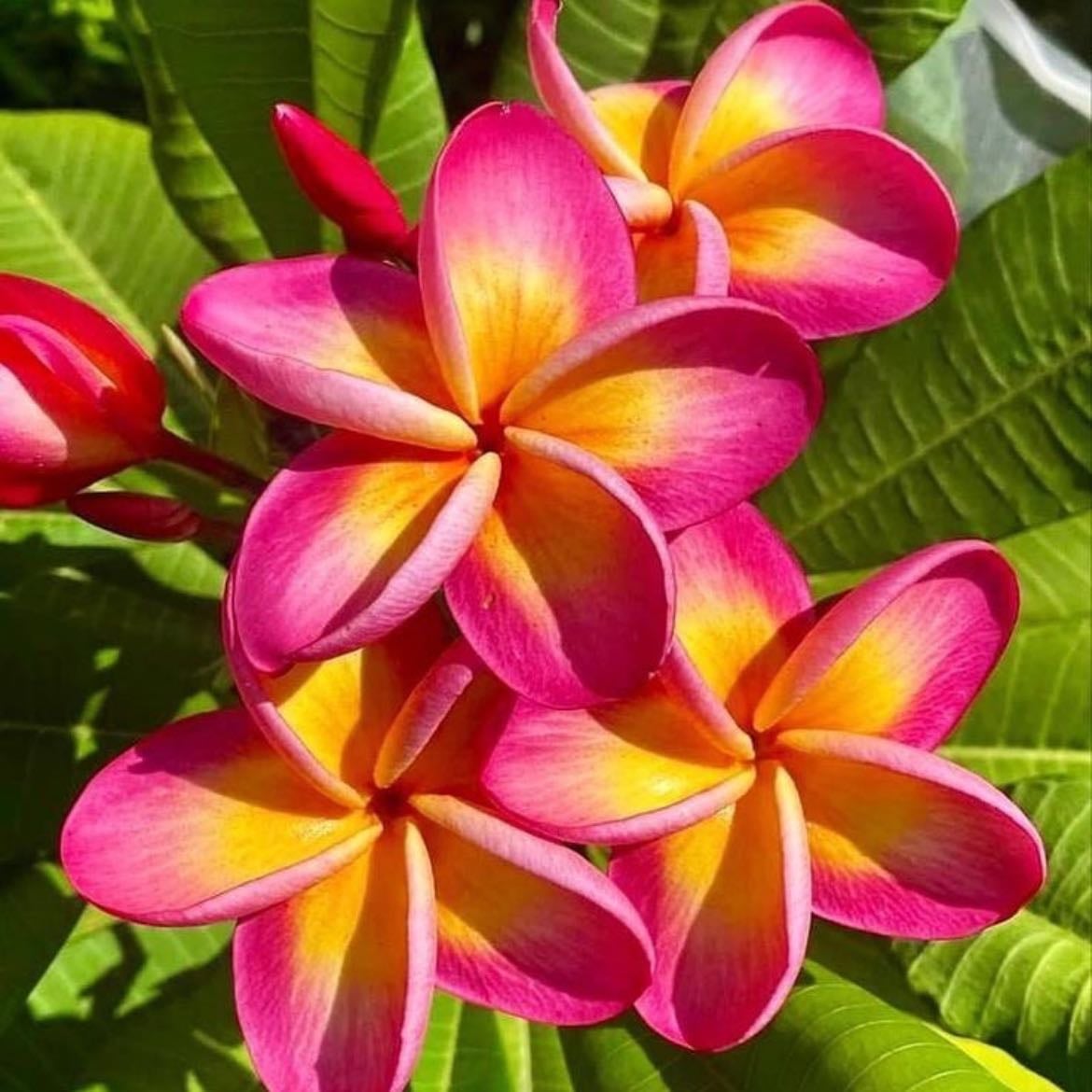 Plumeria - parece de dulce