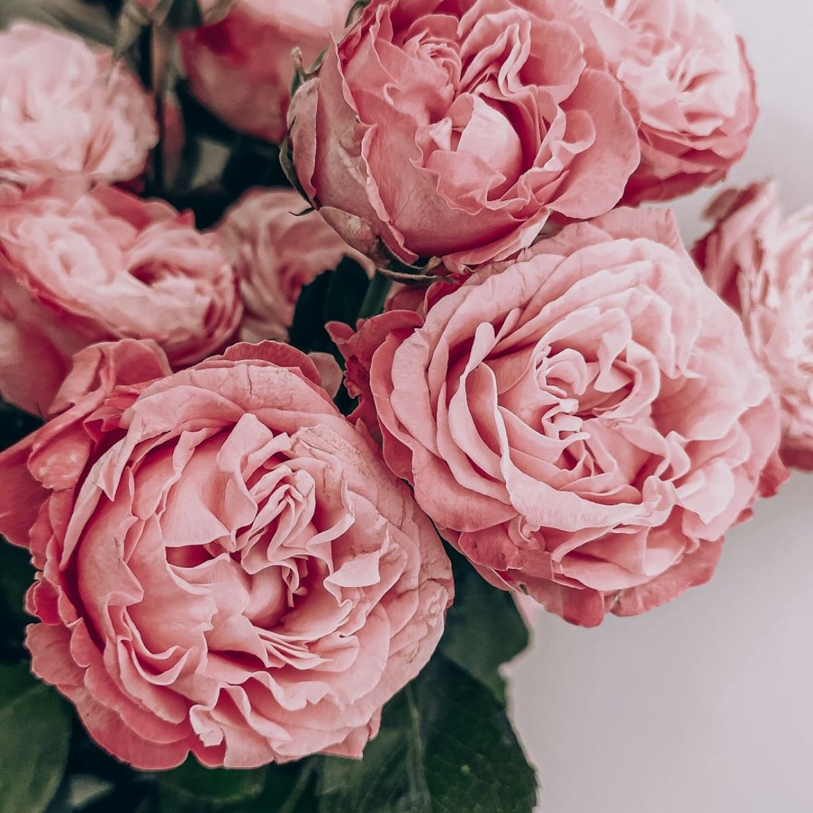 Rosa inglesa - Son divinas y amables