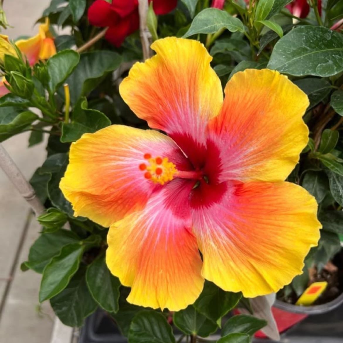 Hibiscus - Son simplemente encantadoras y coloridas wtf