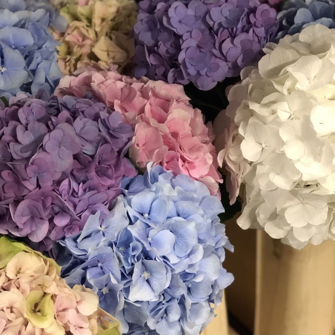 Hortensias - bellas y unidas