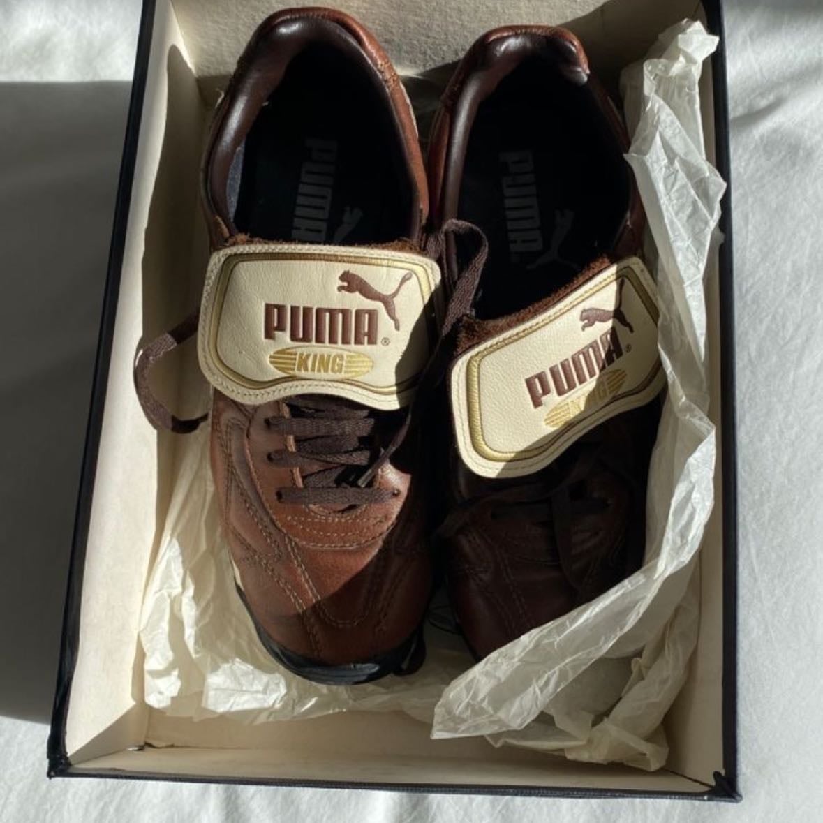 Brown puma