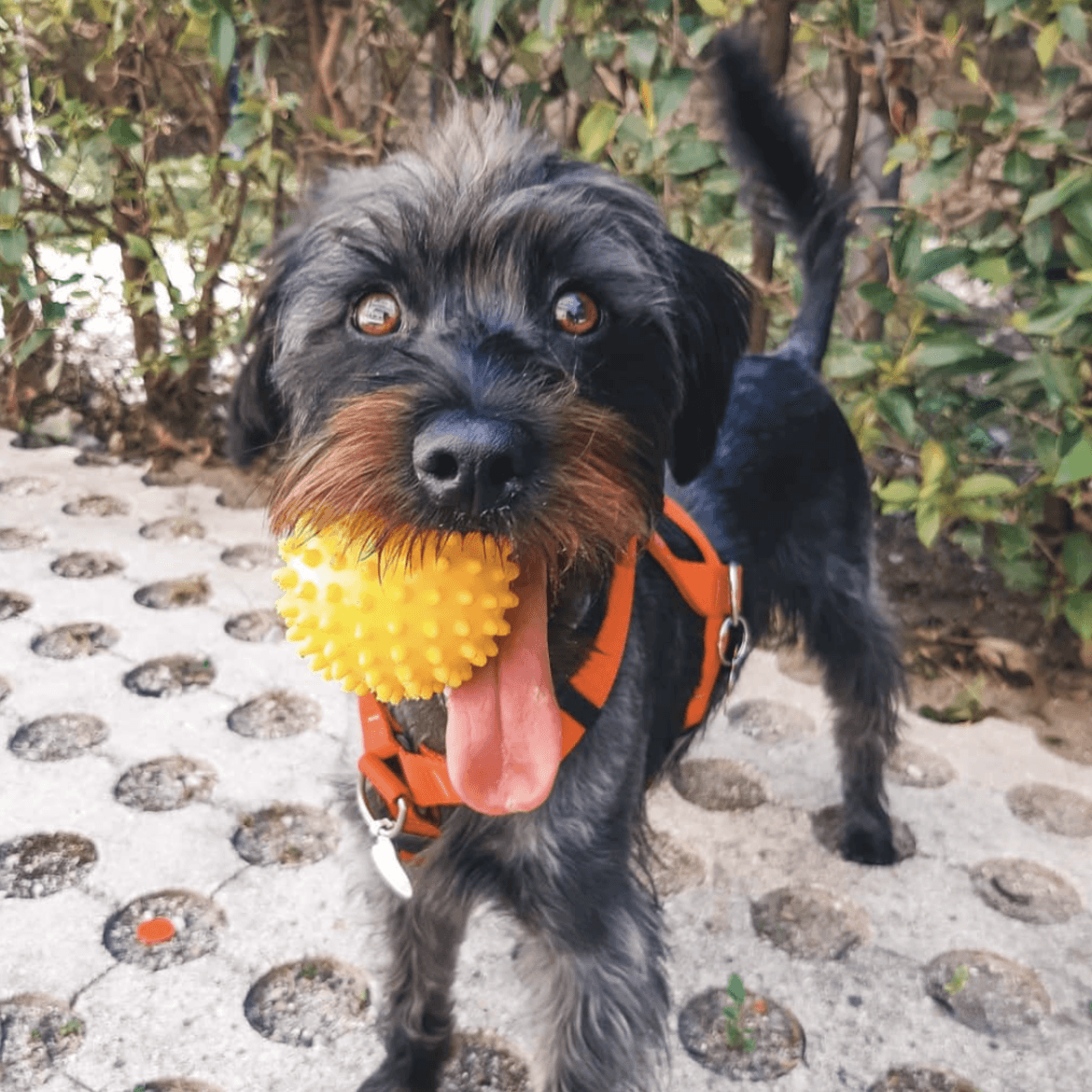Pelota
