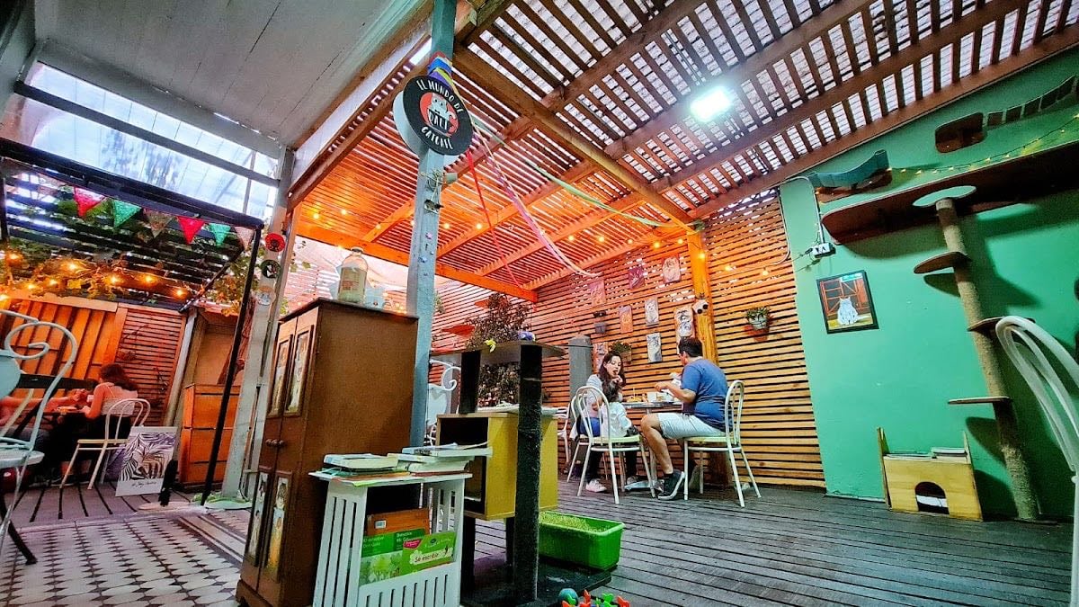 El Mundo de Dal铆 Catcafe - *cafe con gatitos