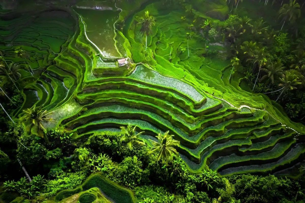Jatiluwih Rice Terraces - Bali | Subak System, Lush | Unesco