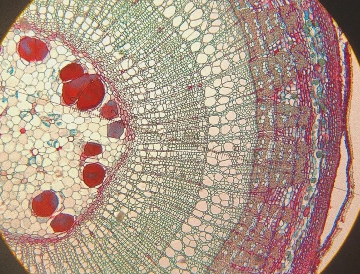 Biology - other hypelist by Lola Krieg